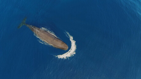 De superpotvis en dode mieren